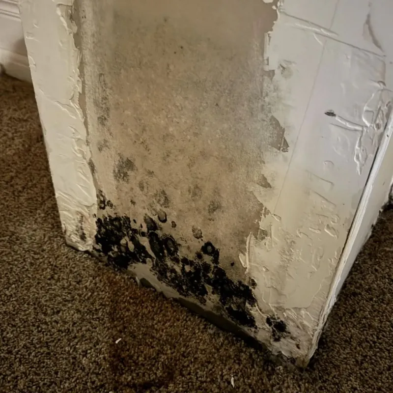 Professional Mold Removal in Prairie Creek, AR